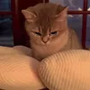 nextwavevibes58