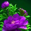 julia.ahmad97