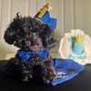 tiny.jett.maltipoo