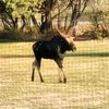 mousse_moose