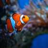 el reef
