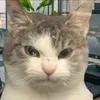 kateommmmmm