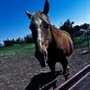 horsegirlhannah5