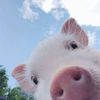 🐷🐷