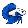 bintangbettafish