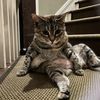 skibiditoiletrizzler17_