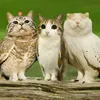 dguyus
