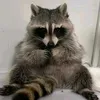 sebb_ac