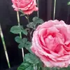 antoneta.brudariu