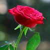 .cute.qunne8