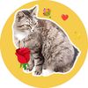 котейочка