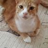 ginger.mauz