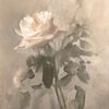 rose_123435