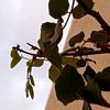mrkiani71612