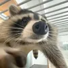 phamtuannhat