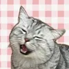 mann_anh