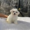 sellapet_shop88