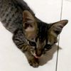 tnay_cat