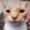 minifred5