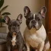 my_bulldog