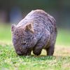 hopeful_wombat