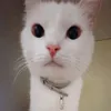 ilouxx1