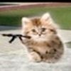 naif_r0q