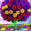 casmali.shiiq