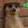 edwin_murray0