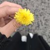 bnthalep8