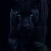 mahamad_gardi10