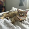 tommyandcookie