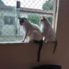 dorcas.santos.moi