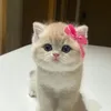 annie.riviu1