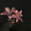 roi2ui