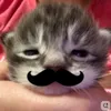 ninhonglai__