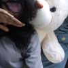 call.meban