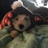 chanedew_