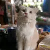 kiwi_kir0