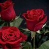 syedreema96