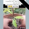 charef.belmammar