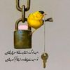 ameer.hamza.155