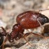 antkingdom34