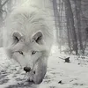 wolf1995_0