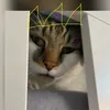 catairforceofficial