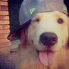 rocskibidi
