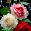 rowdy.ponnu994