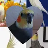 calopsitapiu