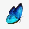 𝒫𝒶𝓅𝓊𝓁𝒶🦋