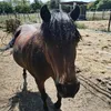 liloucotte